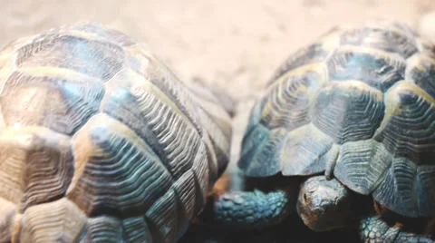 Turtles Stock Footage 32185422