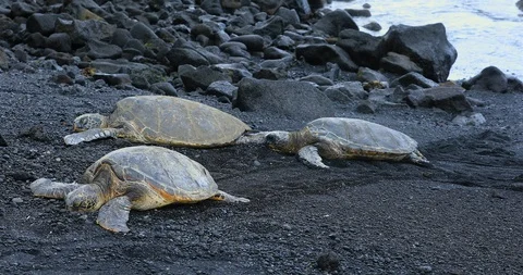 Turtles Stock Footage 86608490