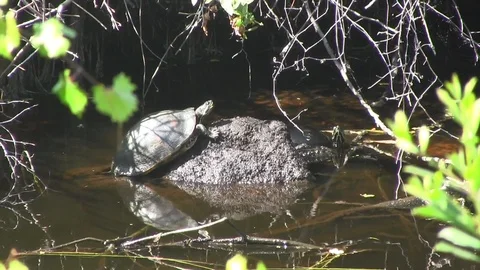 Turtles 스톡 동영상 88632740