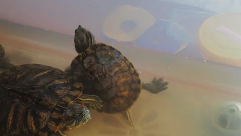 Turtles Video stock 96305337