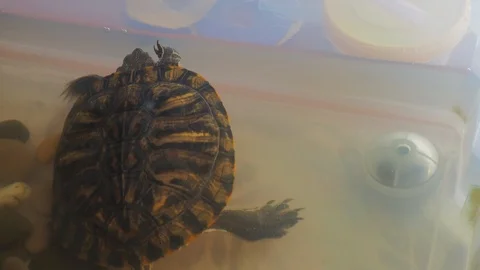 Turtles Video stock 96405545