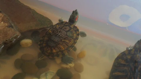 Turtles Video stock 96405550