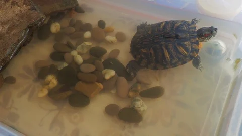 Turtles Video stock 96405562