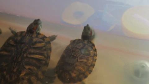 Turtles Video stock 96405564