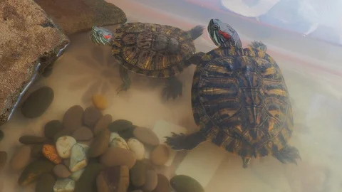 Turtles Video stock 96405576