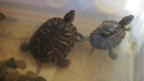 Turtles Video stock 96405602