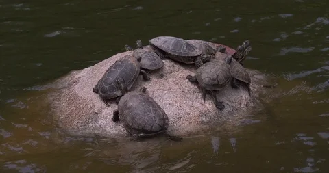 Turtles Stock Footage 103130063