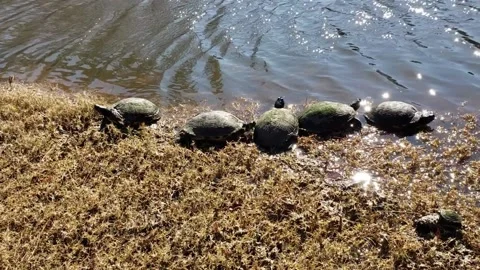 Turtles Stock Footage