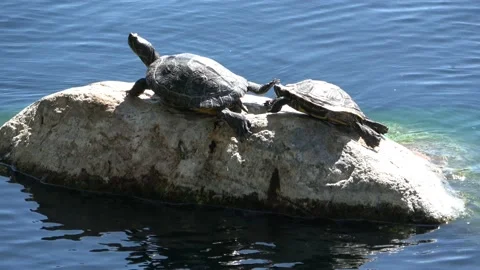 Turtles Stock Footage 139075515
