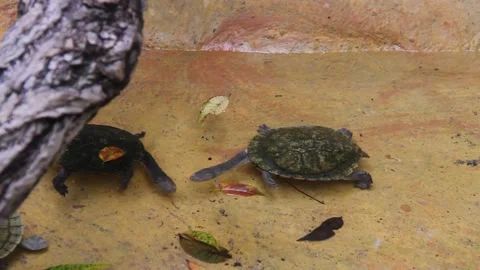 Turtles Stock Footage 146115056