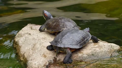 Turtles Stock Footage 150411857