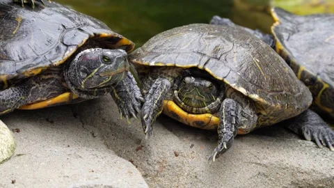 Turtles Stock Footage 150411953