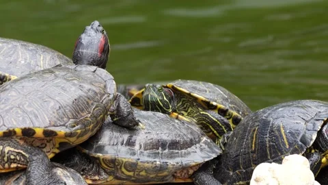 Turtles Stock Footage 150421722