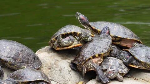 Turtles Stock Footage 150421960
