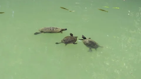 Turtles Stock Footage 209914110