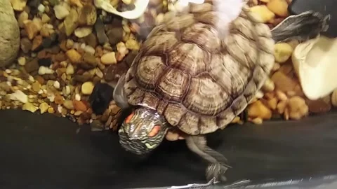 Turtles Stock Footage 221501292