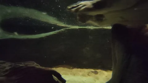 Turtles 動画素材 237593810