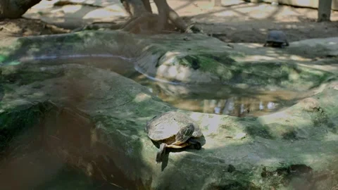 Turtles 動画素材 254451208
