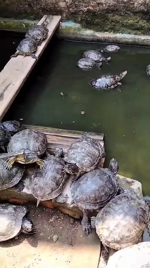 Turtles Stock Footage 336490749