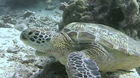 Turtles Get a Spa Day in Sipadan Island, Indonesia Video stock 340585773