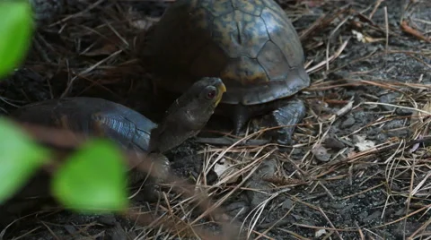 Turtles in Grass, 4K Stock Footage 53136753