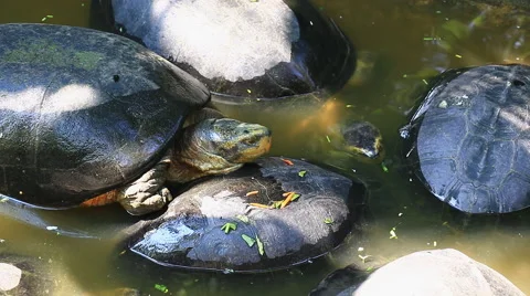 Turtles group in pond Stock Footage 48846294