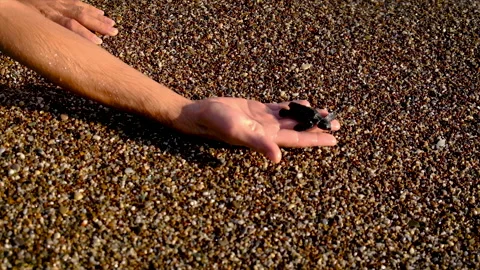 The turtles hatched on the beach. Selective focus. Stock Footage 165768352