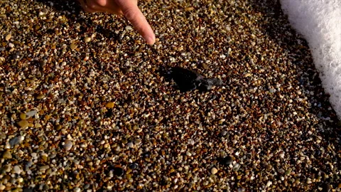 The turtles hatched on the beach. Selective focus. Stock Footage 165813165