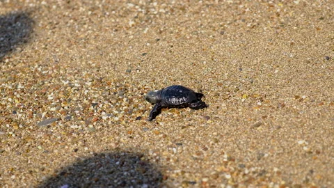 The turtles hatched on the beach. Selective focus. Stock Footage 166216640
