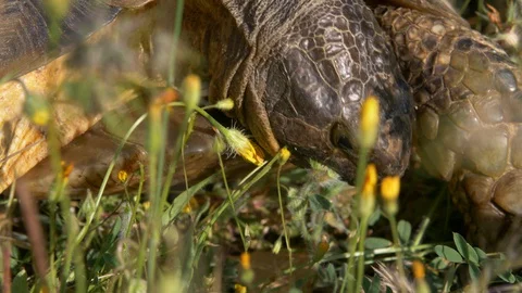 Turtles head eating a flower in sunlight close up profile shot Stock Footage