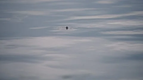 Turtle's head on the water surface Stock Footage 169416529