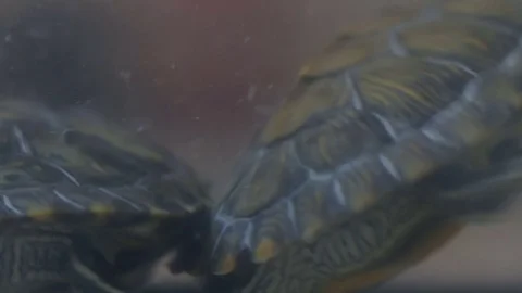 Turtles in his element Stock Footage 75861534
