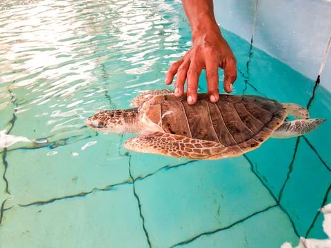 Turtles interacting with humans at the turtle breeding and conservation Stock Photos