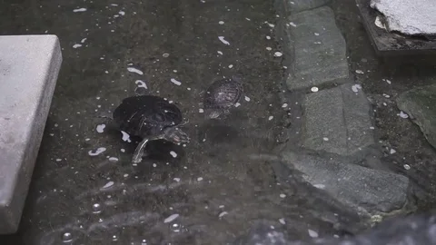 Turtles in a koi pond Stock Footage 71750650