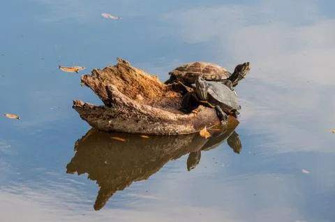 Turtles on lake with sky reflection Stock Photos