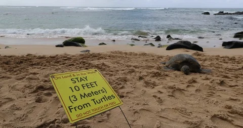 Turtles on Laniakea beach aka turtle beach. Sign showing to keep distance to Stock Footage 128556540