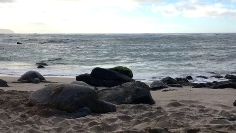 Turtles at Laniakea Stock Footage 105923007