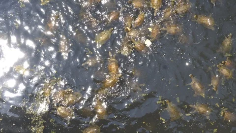 Turtles Large Small Swim On Windy Day Stockbeeldmateriaal 96720603