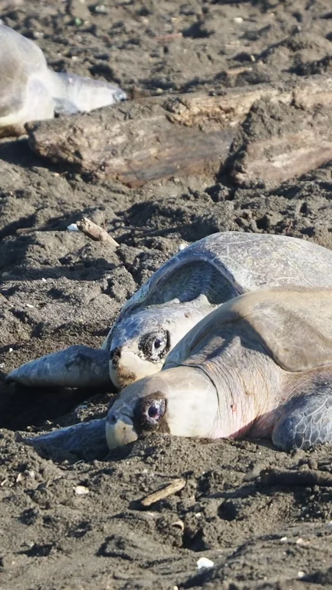 Turtles laying eggs on ostional beach during arribada season 库存影片 308706111