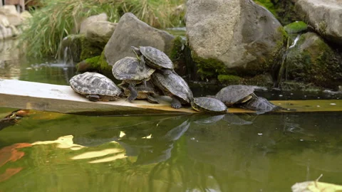 The turtles lie on top of each other, thus building a pyramid of turtles. Stock Footage 159702507