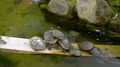 The turtles lie on top of each other, thus building a pyramid of turtles. Stock Footage 159702533
