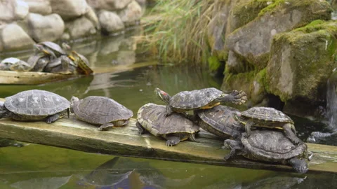 The turtles lie on top of each other, thus building a pyramid of turtles. Stock Footage 159703336