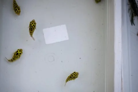 Turtles lined along container wall Stock Photos