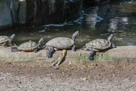 Turtles lined up on the edge of the pond Stock Photos