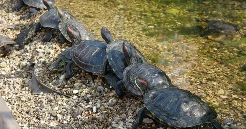 Turtles lined up in a row, Botanical Garden of MSU "Apothecary Garden" Stock Footage 81546511