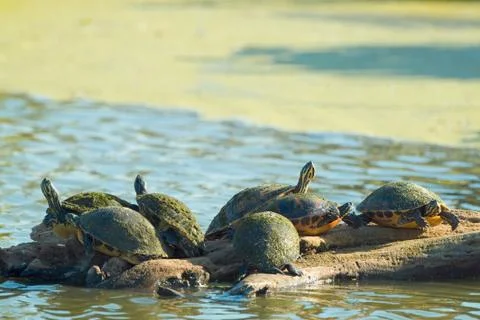 Turtles on log common cooter pseudemys (chrysemys) floridana reptiles wetland Stock Photos