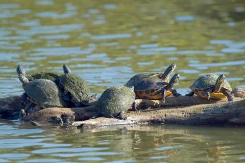 Turtles on log common cooter pseudemys (chrysemys) floridana reptiles wetland Stock Photos