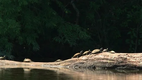 Turtles on a log Stock Footage 202975040