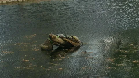 Turtles on a Log Stock Footage 236714571