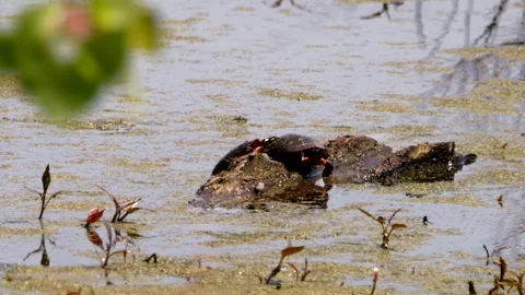 Turtles on a Log 動画素材 264005493